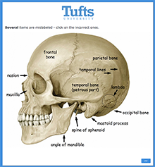 Skull Diagram