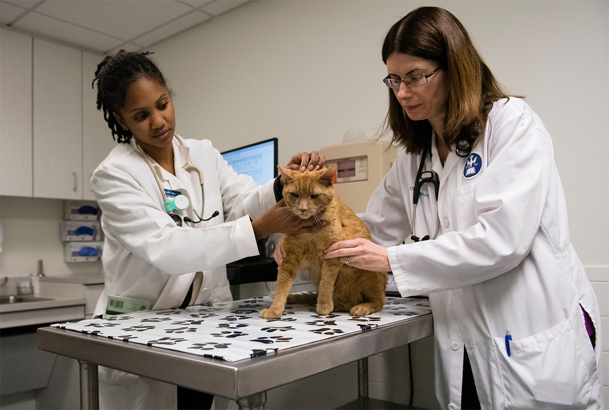 Camille Barnes, V17, and Dr. Orla Mahony, Endocrinologist and small animal internist, examine Max, an orange cat, during an appointment at the Foster Hospital for Small Animals at Tufts Cummings School of Veterinary Medicine. (Alonso Nichols/Tufts University)