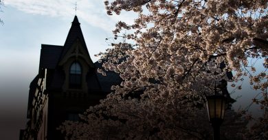 Cherry trees blooming in front of Bendetson Hall (Alonso Nichols/Tufts University)