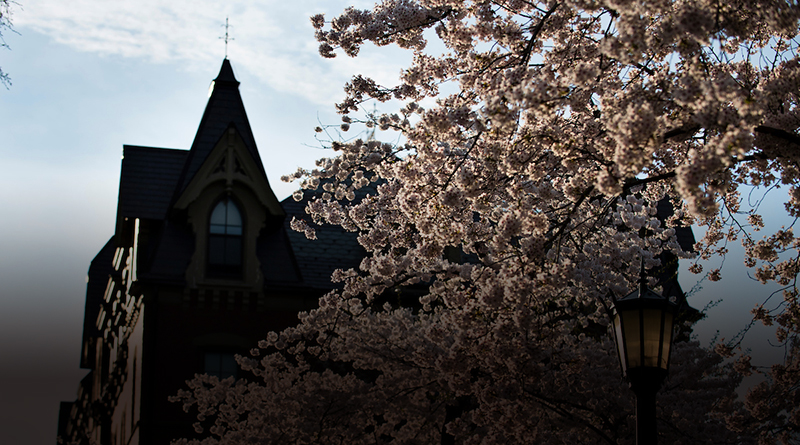 Cherry trees blooming in front of Bendetson Hall (Alonso Nichols/Tufts University)