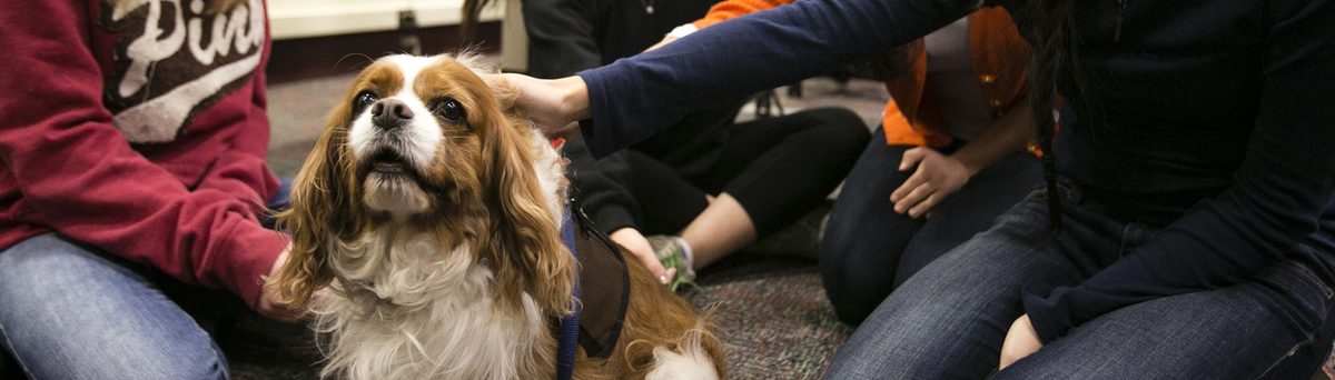 Tufts Pets and Well-Being Lab