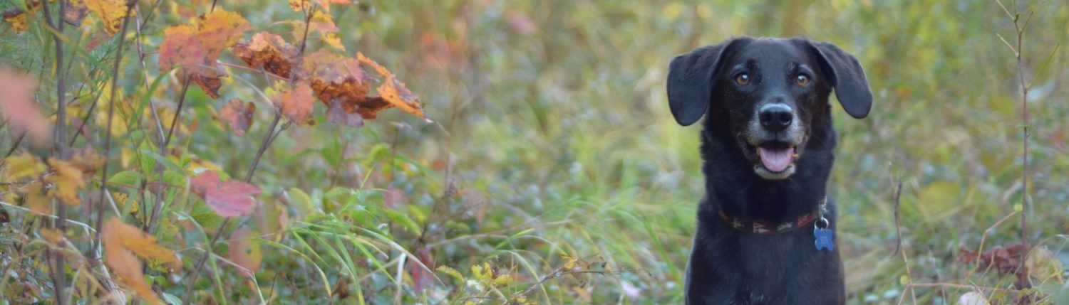 Pets and Well-Being Lab