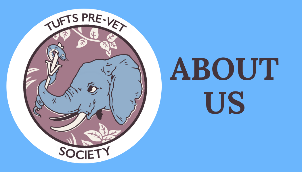 About Tufts Pre-Vet Society