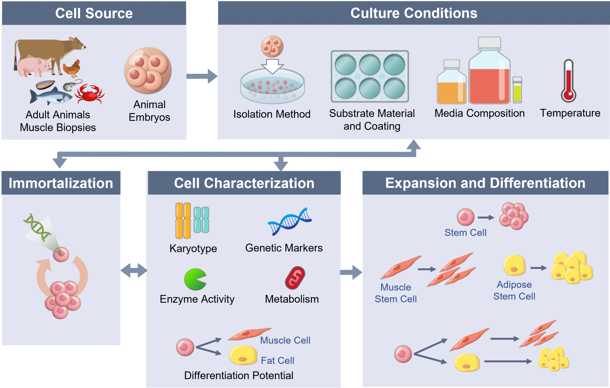 Cell Line Development USDA National Institute for Cellular Agriculture