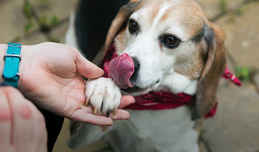 Cummings Veterinary Medicine | From Labs to Laps