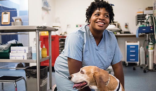 Cummings Veterinary Medicine | Training the Scientists and Clinicians of  Tomorrow