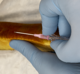 Two hands are being used to insert an IV catheter in a simulated front leg of a dog