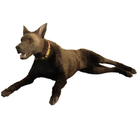 A very realistic looking mannikin of a shepard-type dog, in a sternal position, on a white background.