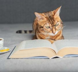 A cat with glasses on its face reading a book, with a cup of tea nearby.