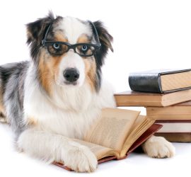 purebred australian shepherd and books in front of white background