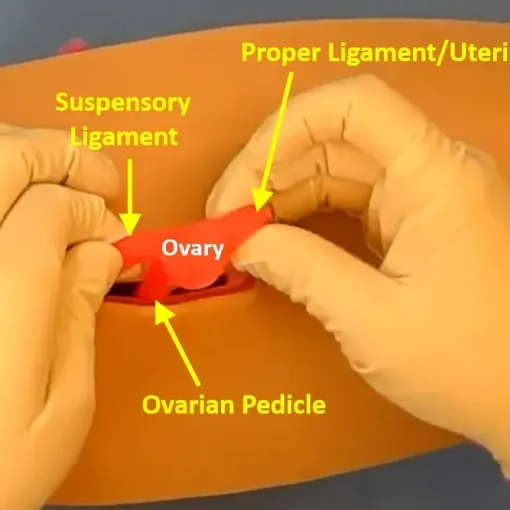 A close up view of the top of a low-fidelity spay simulator. An incision is made in the silicone skin and one uterine horn has been exteriorized and is being held in the surgeon's hands.