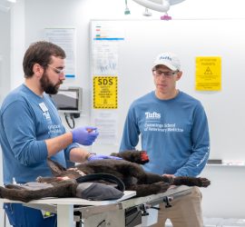 Simulation Lab staff demonstrate a clinical procedure on a realistic looking dog model.