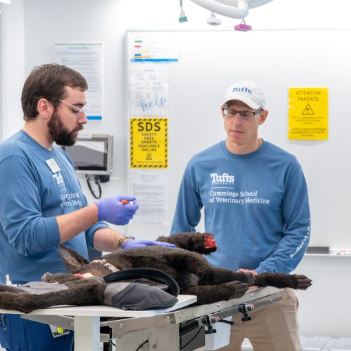 Simulation Lab staff demonstrate a clinical procedure on a realistic looking dog model.