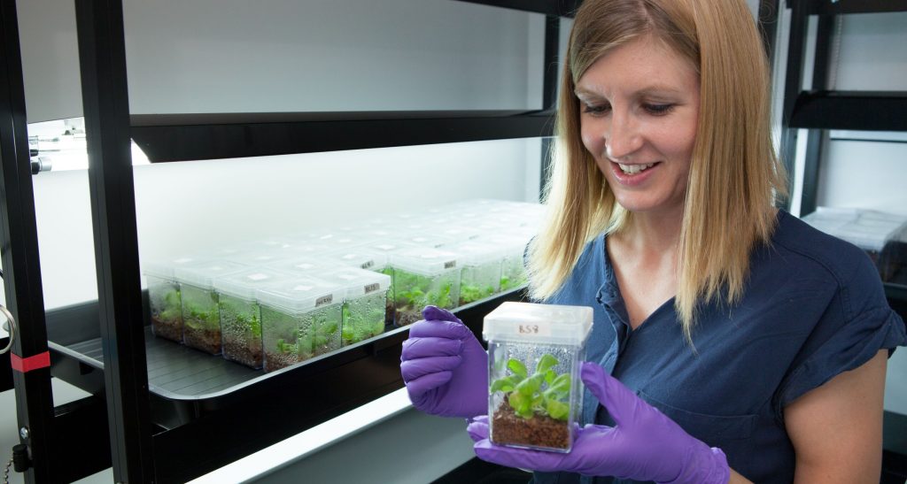 Doctoral candidate Esther Miller shows showing one of the cabbages.