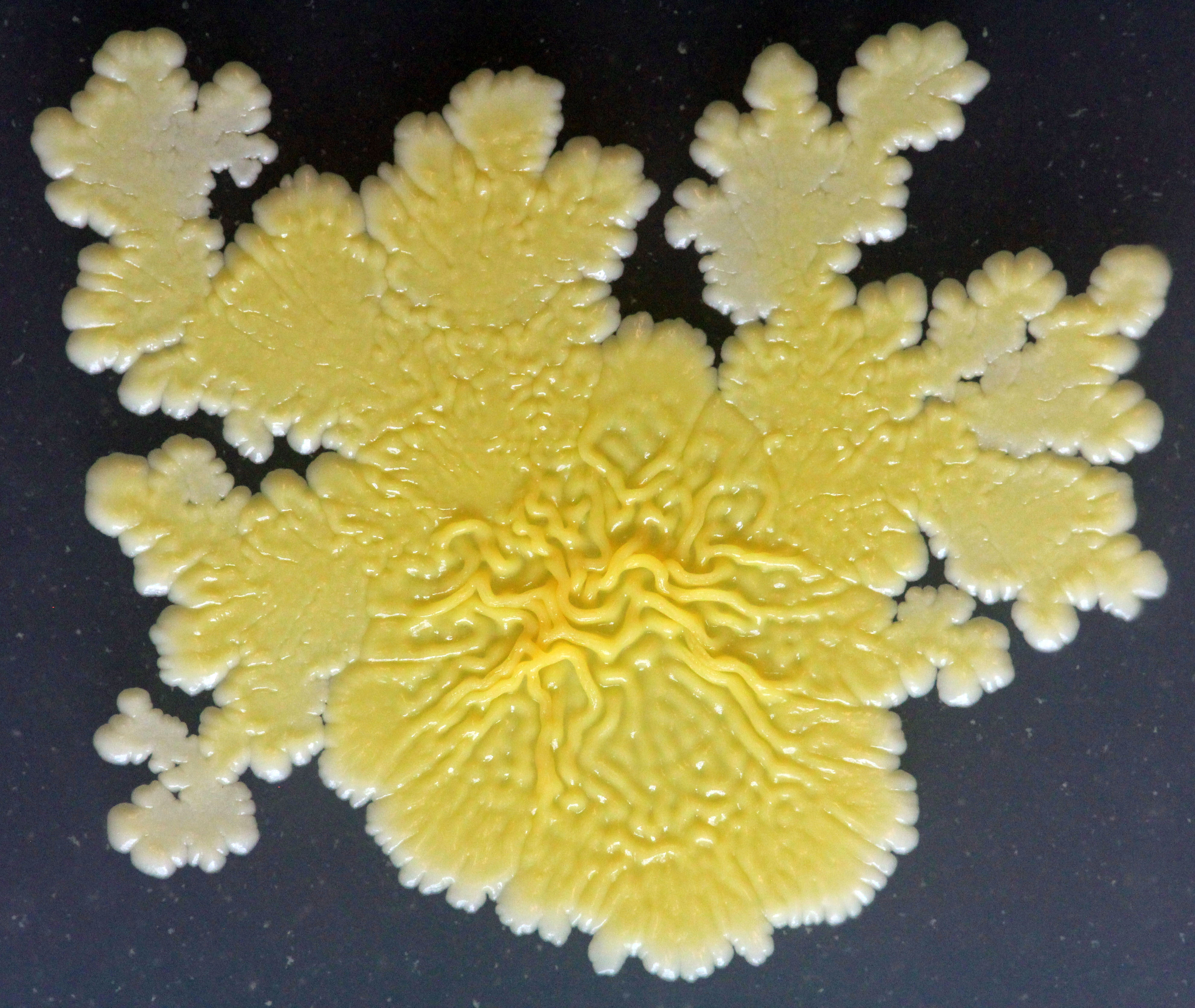 This crazy looking colony is the bacterium Staphylococcus xylosus. This coagulase-negative Staph species is commonly found on fermented dairy and meat products. The wild patterns forming at the edge of the colony are a common trait of Staph and we think play important roles in how this bacterium moves through microbial communities. 
