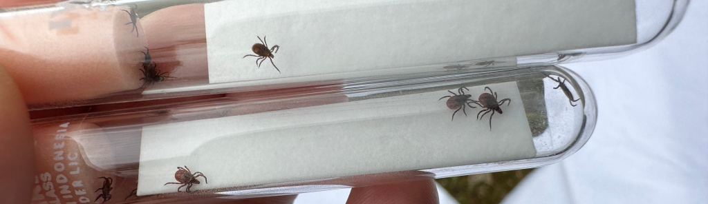 Ticks inside of glass tubes